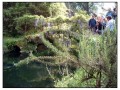 Giardini di Ninfa, Sermoneta - Latina