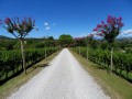 Collio