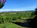Collio