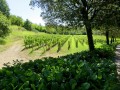 Collio