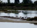 Riserva Naturale, Grado