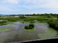 Riserva Naturale foce dell'Isonzo. Isola della Cona