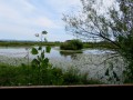Riserva Naturale foce dell'Isonzo. Isola della Cona