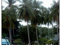 Phi Phi Island