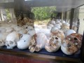 Museo del genocidio di Tuol Sleng, Phnom Penh