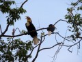 Buceros bicornis . Wat Phnom Historical Site, Phnom Penh