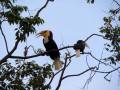 Buceros bicornis . Wat Phnom Historical Site, Phnom Penh