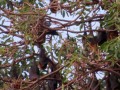 Pipistrelli. Wat Phnom Historical Site, Phnom Penh