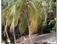 Phuket