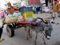 Bikaner