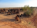 Verso Jaisalmer