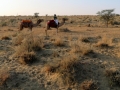 Sam Desert, Jaisalmer