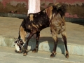 Rajasthan