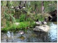 Il Museo all'aperto di Skansen - Stoccolma