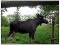 Il Museo all'aperto di Skansen - Stoccolma