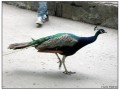 Il Museo all'aperto di Skansen - Stoccolma