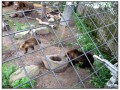 Il Museo all'aperto di Skansen - Stoccolma