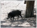 Il Museo all'aperto di Skansen - Stoccolma