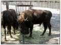 Il Museo all'aperto di Skansen - Stoccolma
