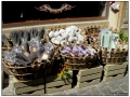 Saint Remy de Provence