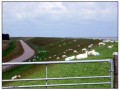 Texel