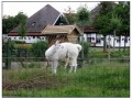 Olanda in bici rotta Nord