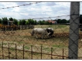 ...sulla ciclabile del Danubio